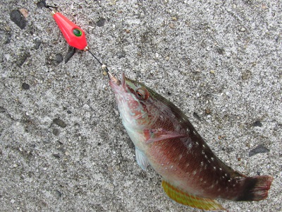 釣れる カサゴ釣り 穴釣り Crazy Fishing