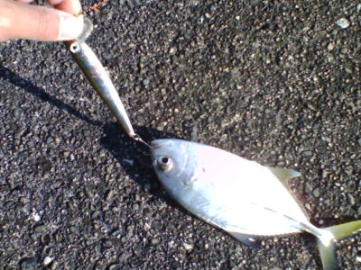 ミノーで釣れたメッキ
