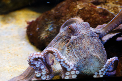 タコ釣りTOP写真