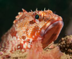 カサゴ釣り頁TOP写真