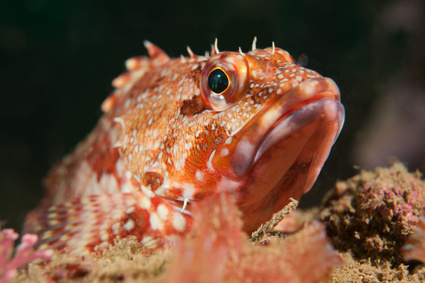 カサゴ釣り頁TOP写真