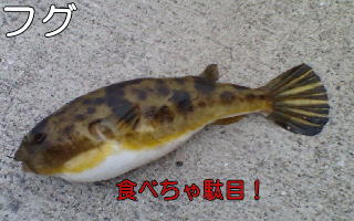 愛すべき外道達 メジャー編 Crazy Fishing