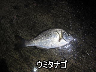 愛すべき外道達 ポピュラー編 Crazy Fishing