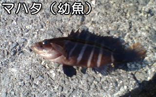 マハタ（幼魚）