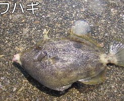 外道魚（ポピュラー）TOP写真