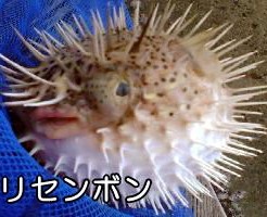 外道魚（番外編）TOP写真