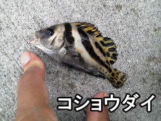 コショウダイ（幼魚）