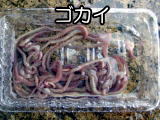 ゴカイ