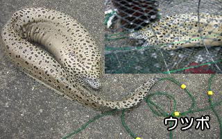 ウツボ