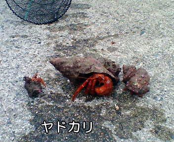 ヤドカリ