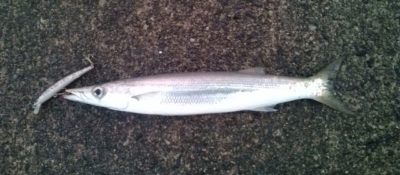 ミノーで釣れたカマス