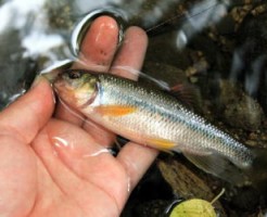 脈釣りTOP写真