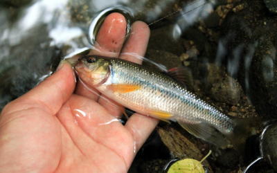 清流の脈釣り…オイカワ・ウグイ 他