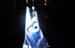 太刀魚（タチウオ）の夜ウキ釣り