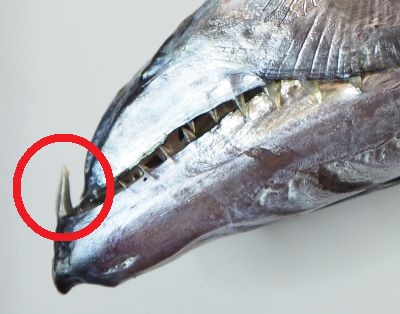 太刀魚の下あご先端の歯