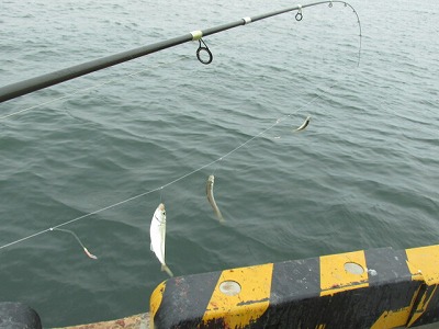アジの締め方と保存方法 Crazy Fishing アジの締め方と保存方法 Crazy Fishing