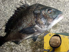 黒鯛（チヌ）の紀州釣り　－　ウキあり編