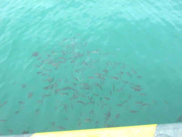 コマセに集まる魚