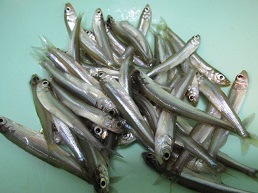 はじめてのワカサギ釣り 釣り方 仕掛け 釣り場 料理など Crazy Fishing はじめてのワカサギ釣り 釣り方 仕掛け 釣り場 料理など Crazy Fishing