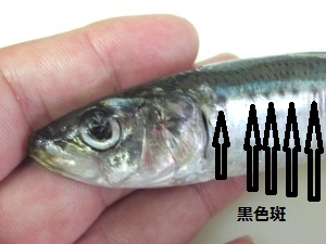 マイワシ ウルメイワシ カタクチイワシの見分け方 Crazy Fishing
