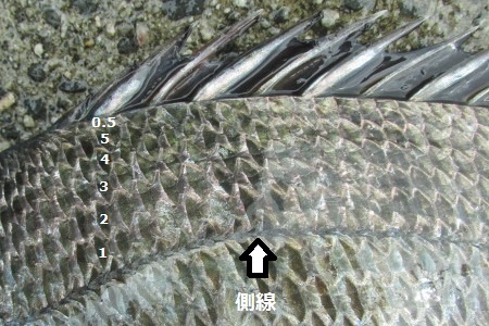 黒鯛 チヌ とキチヌ キビレ の見分け方 Crazy Fishing