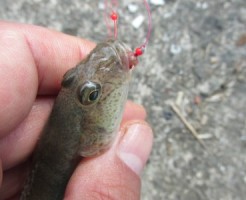 ハゼ釣り_TOP写真