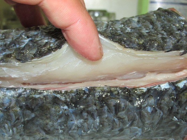 ボラの洗い Crazy Fishing