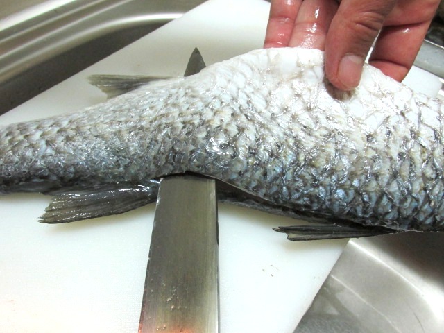 ボラの洗い Crazy Fishing