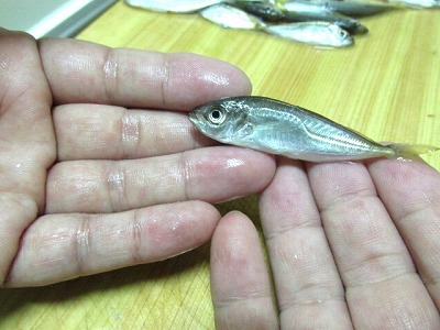 豆アジの南蛮漬け Crazy Fishing 豆アジの南蛮漬け Crazy Fishing