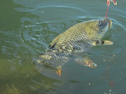 野鯉の吸い込み釣り Crazy Fishing