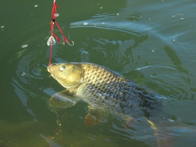 野鯉の吸い込み釣り Crazy Fishing