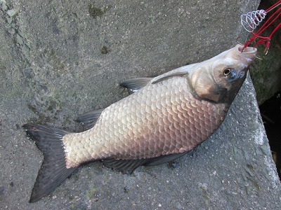 野鯉の吸い込み釣り Crazy Fishing 野鯉の吸い込み釣り Crazy Fishing