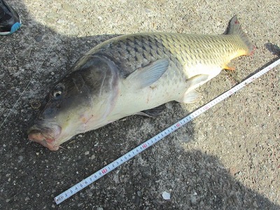野鯉の吸い込み釣り Crazy Fishing 野鯉の吸い込み釣り Crazy Fishing