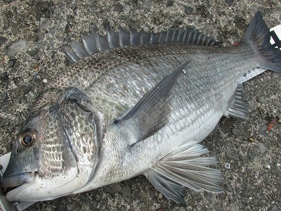 釣れた大きな黒鯛