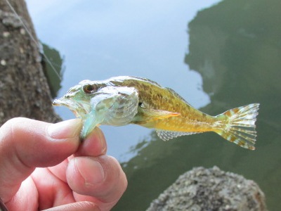 テナガエビ釣り_アナハゼ