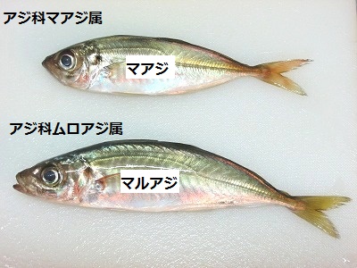 マアジとマルアジの見分け方 Crazy Fishing