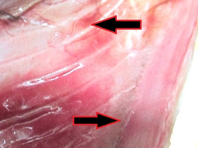 アニサキス発見（腹腔内側）