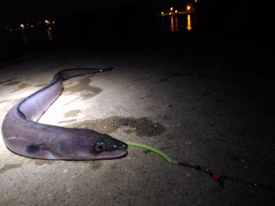 釣れたクロアナゴ