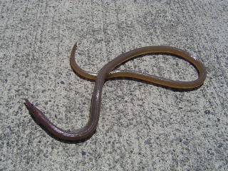 ダイナンウミヘビ1