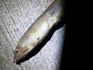 マアナゴとクロアナゴの見分け方 Crazy Fishing