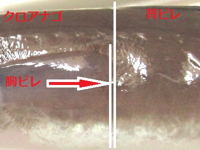 背ビレの起部に胸ビレが届いていない（クロアナゴ）