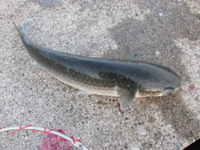 アニサキス 太刀魚