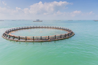 養殖の魚