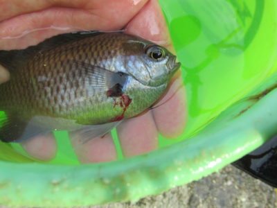 弱っ た 魚 復活