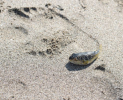 干乾びたフグでも海に帰そう！TOP写真