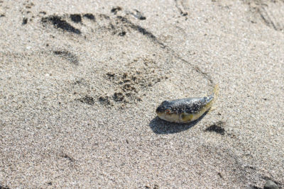 干乾びたフグでも海に帰そう！TOP写真