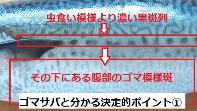 ゴマサバごま模様斑有