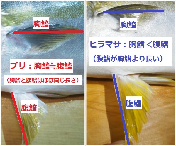 ブリとヒラマサのヒレ比較