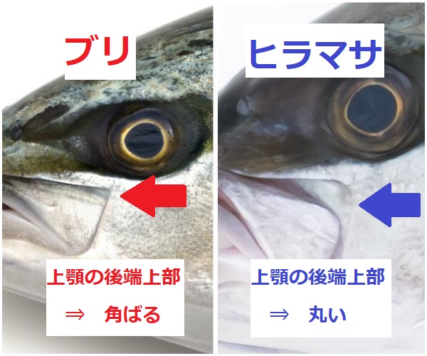 ブリとヒラマサ口角比較