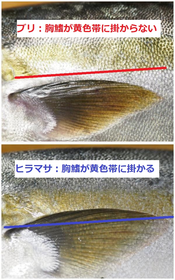 ブリとヒラマサの胸鰭と帯比較